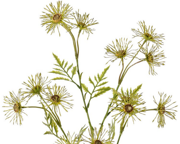 Daisy | Marguerite 70cm Green