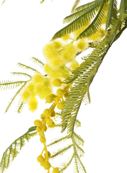 Mimosa 77cm Yellow