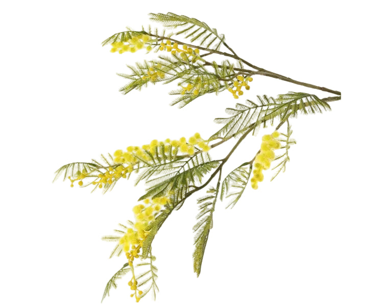 Mimosa 77cm Yellow