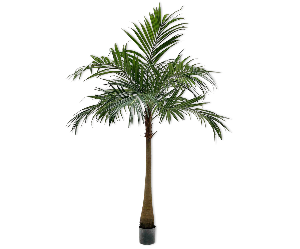 Palm | Palmier 190cm