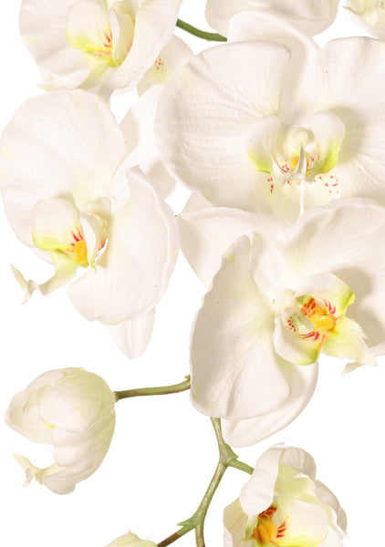 Orchid | Orchidée 102cm White