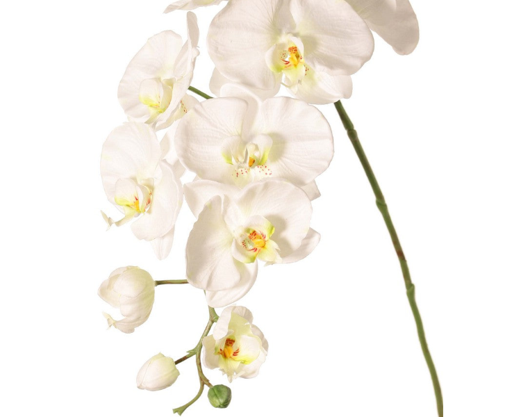 Orchid | Orchidée 102cm White
