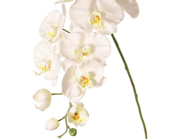 Orchid | Orchidée 102cm White