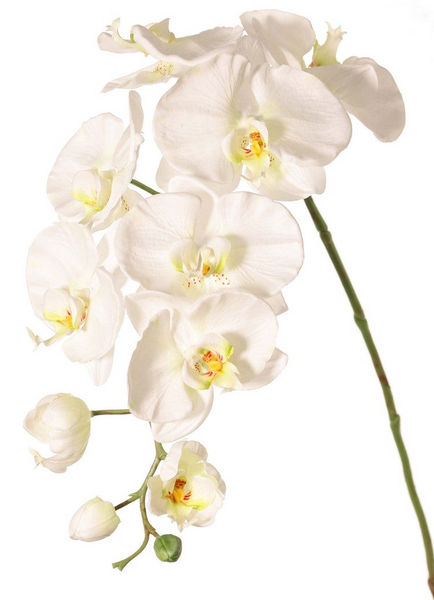Orchid | Orchidée 102cm White