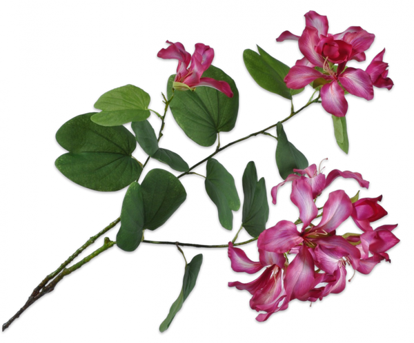 Bauhinia 113cm Purple