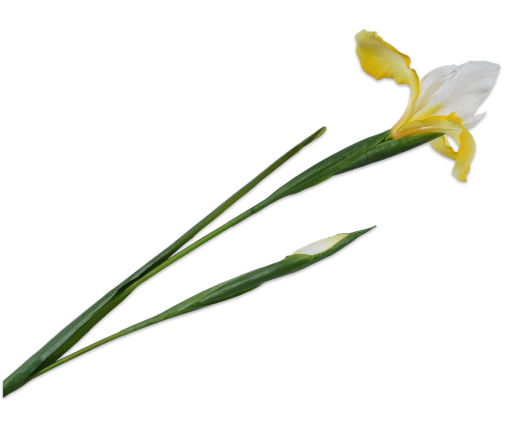 Iris 76cm Yellow