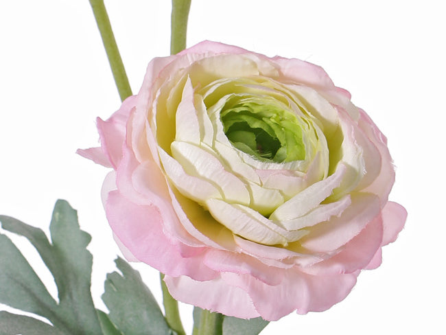 Ranunculus | Renoncule 40cm Pink