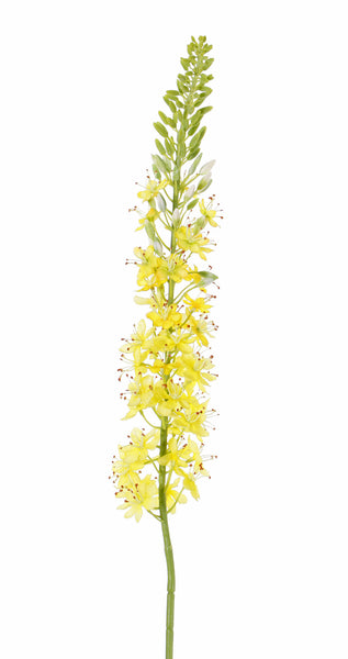 Eremurus 106cm Yellow