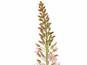 Eremurus 106cm Pink