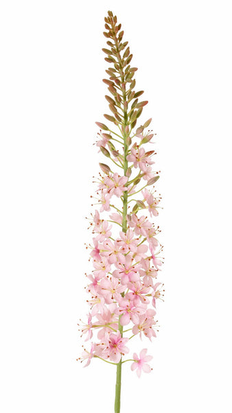 Eremurus 106cm Pink