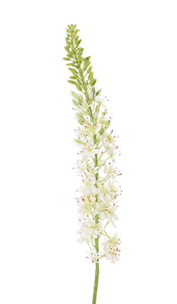 Eremurus 106cm White
