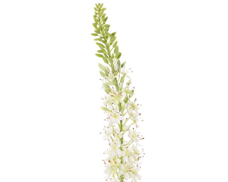 Eremurus 106cm White