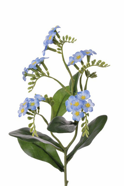 Forget-Me-Not | Myosotis 36cm Blue