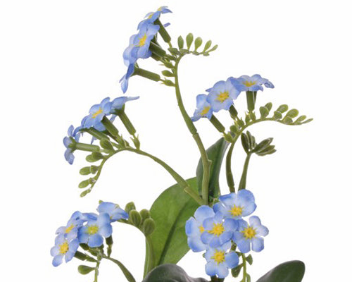 Forget-Me-Not | Myosotis 36cm Blue