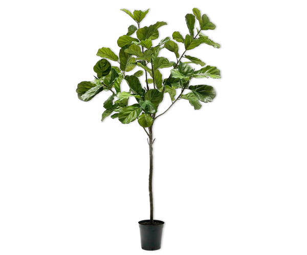 Ficus 254cm