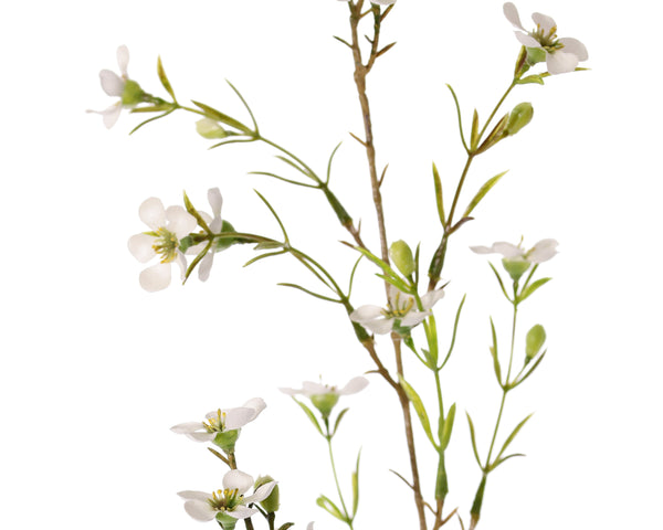 Waxflower | Fleur de cire 78cm Cream