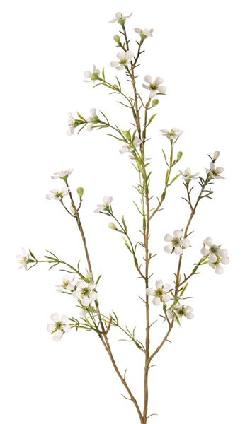 Waxflower | Fleur de cire 78cm Cream