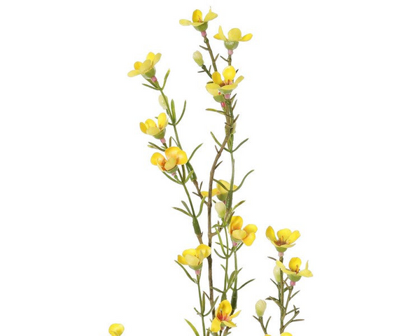 Waxflower | Fleur de cire 78cm Yellow Pink