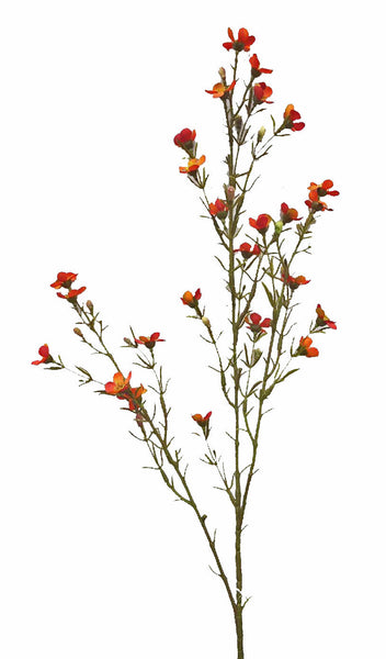 Waxflower | Fleur de cire 78cm Brown Orange