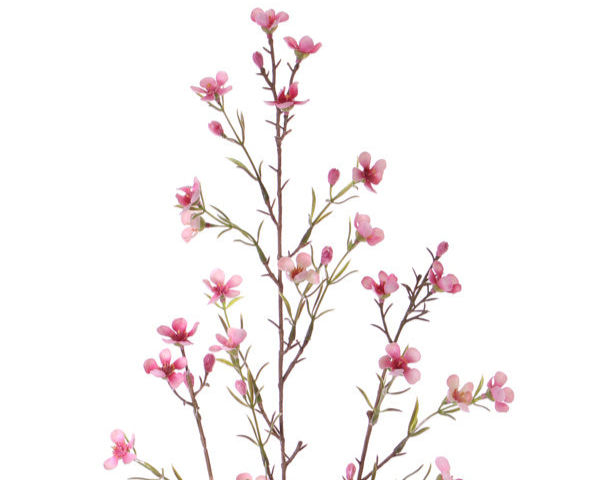 Waxflower | Fleur de cire 78cm Pink