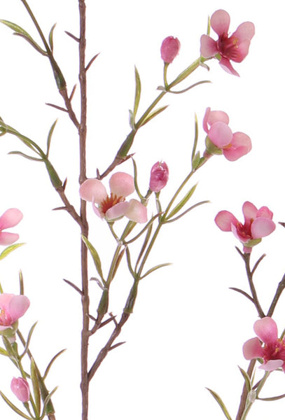 Waxflower | Fleur de cire 78cm Pink