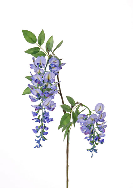 Wisteria | Glycine 105cm Blue