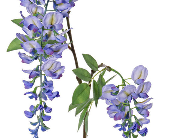 Wisteria | Glycine 105cm Blue