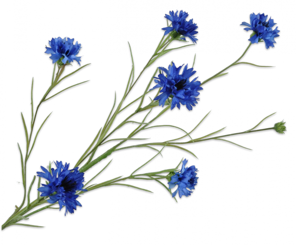 Cornflower | Bleuet 92cm Blue