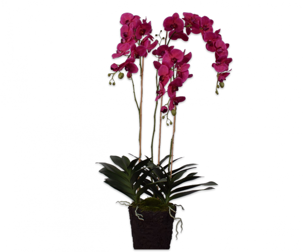 Orchid | Orchidée 123cm Beauty