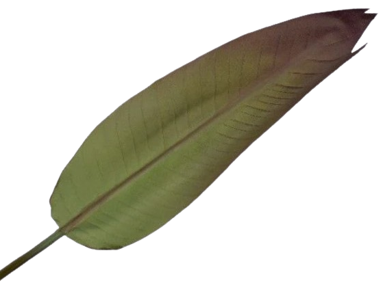 Strelitzia 101cm Green