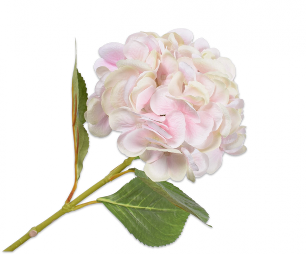 Hydrangea | Hortensia 65cm Cream Pink