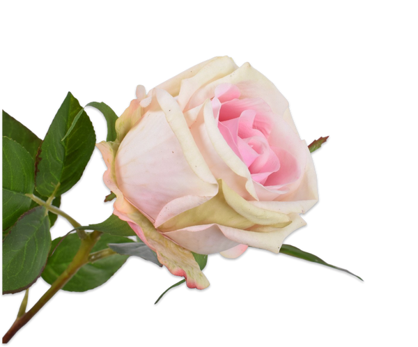 Rose 53cm Light Pink
