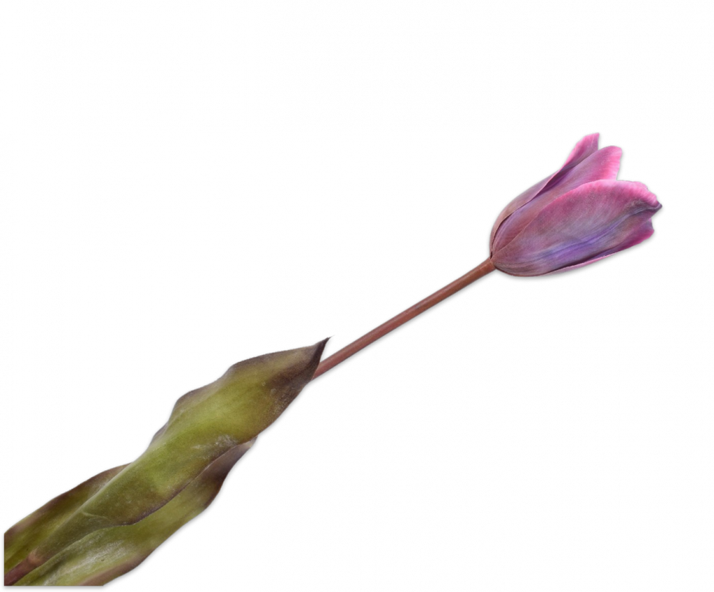 Tulip | Tulipe 72cm Purple Blue