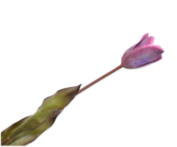 Tulip | Tulipe 72cm Purple Blue