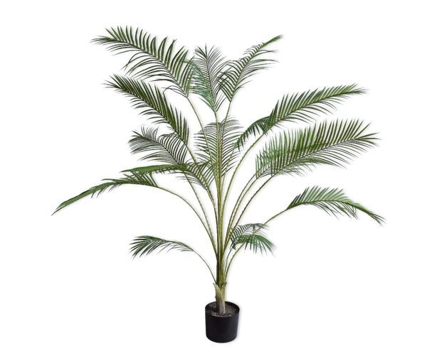 Palm | Palmier 183cm