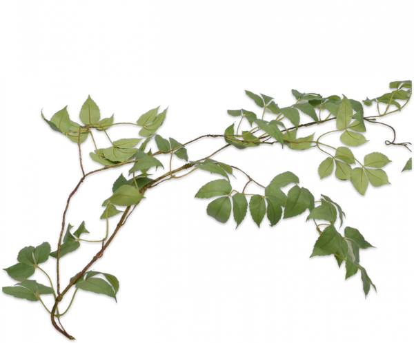 Greenery | Feuillage 152cm Green