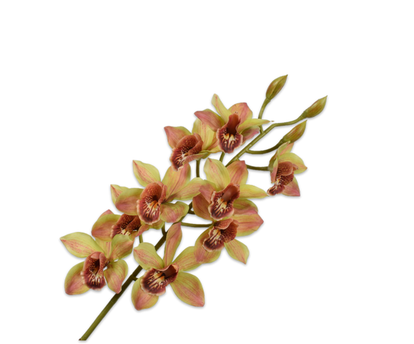 Orchid | Orchidée 93cm Green