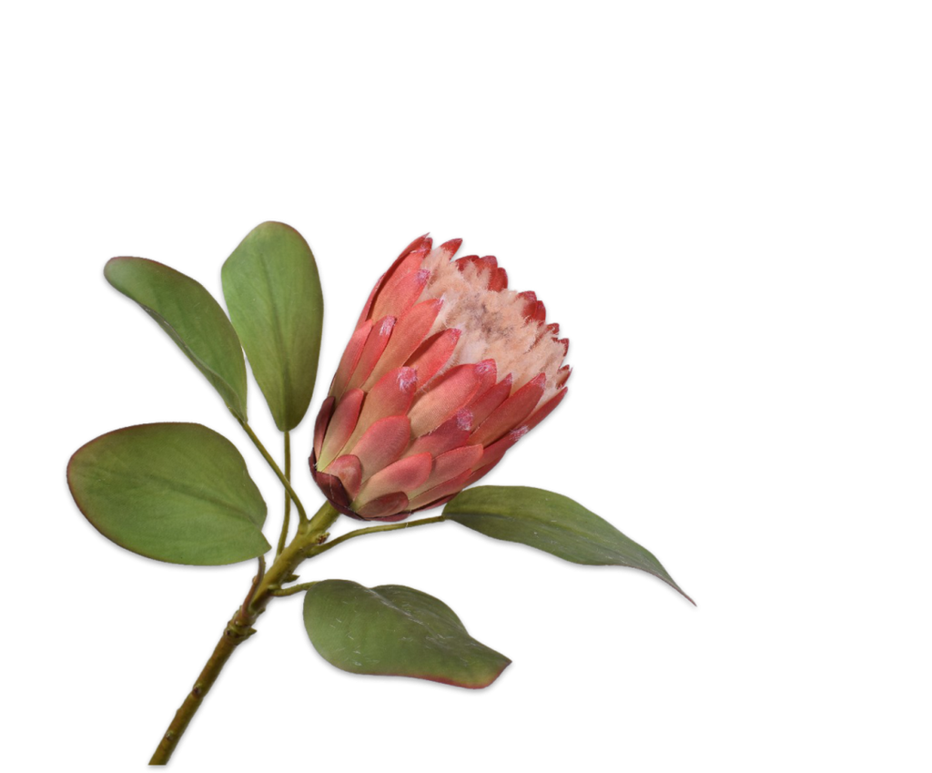 Protea 70cm Pink