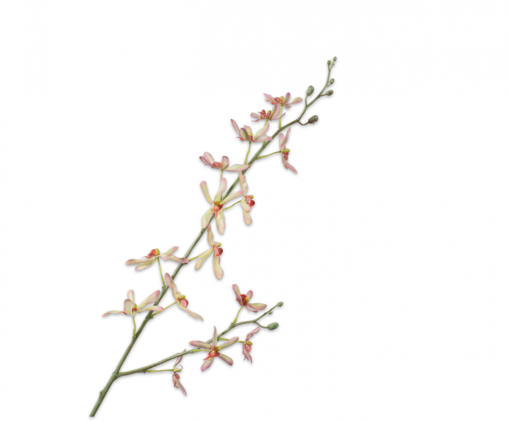Orchid | Orchidée 83cm Green Pink
