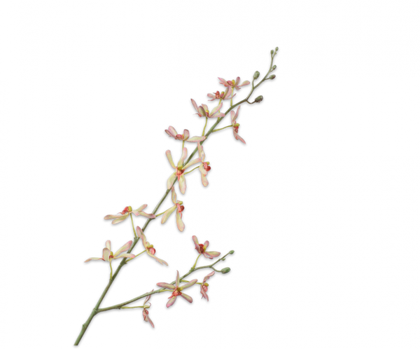 Orchid | Orchidée 83cm Green Pink