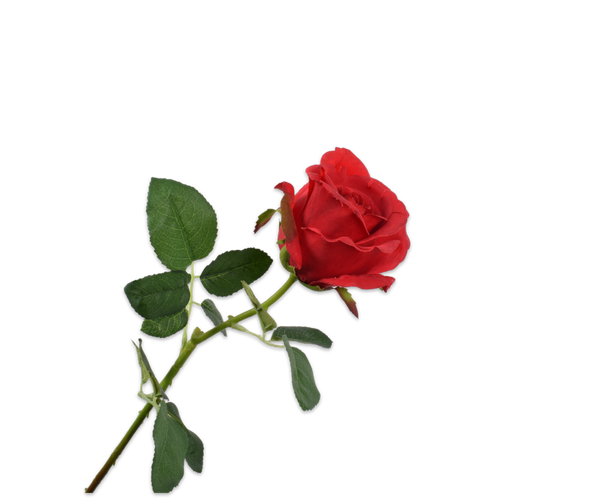 Rose 64cm Red