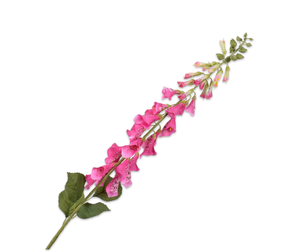 Foxglove | Digitale 127cm Fuchsia