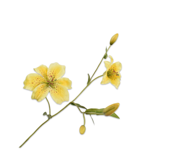Lily | Lys 90cm Yellow