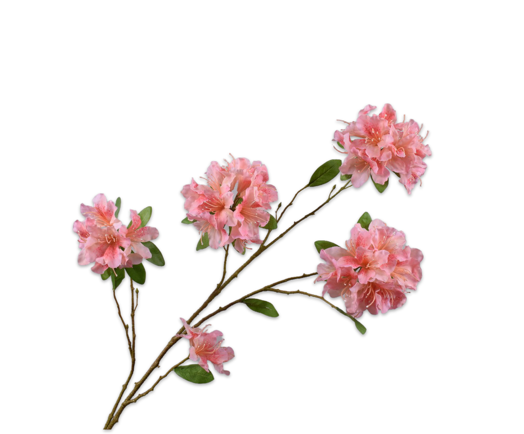 Rhododendron | Azalée 114cm Pink