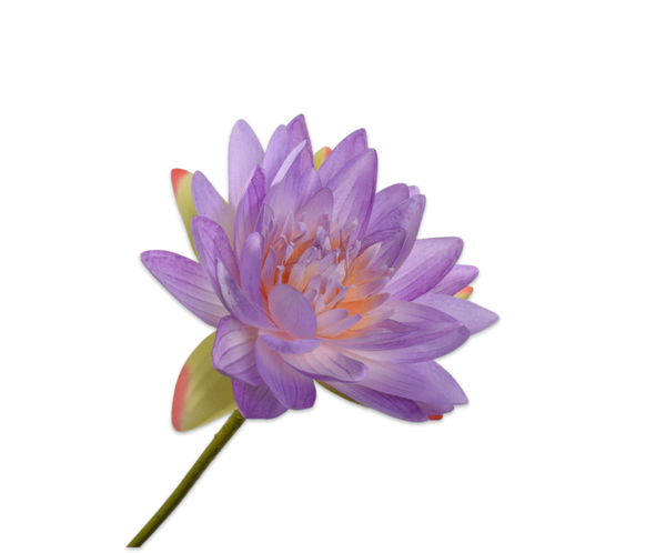 Water Lily | Nénuphar 75cm Light Purple