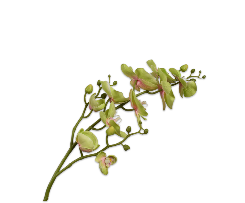Orchid | Orchidée 89cm Green