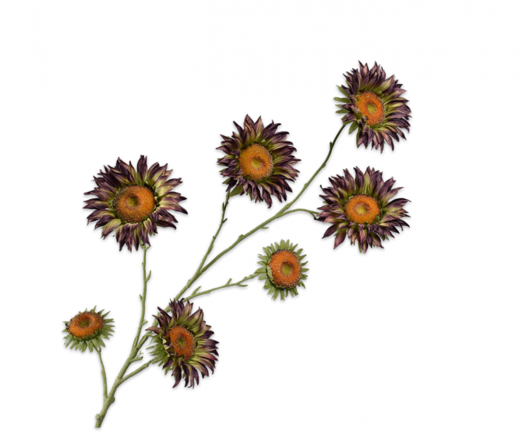 Sunflower | Tournesol 134cm Burgundy Green