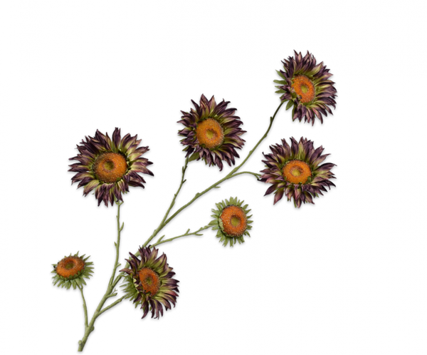 Sunflower | Tournesol 134cm Burgundy Green