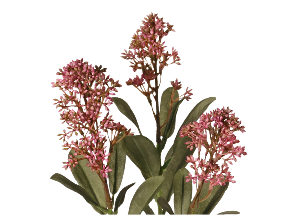 Skimmia 66cm Pink