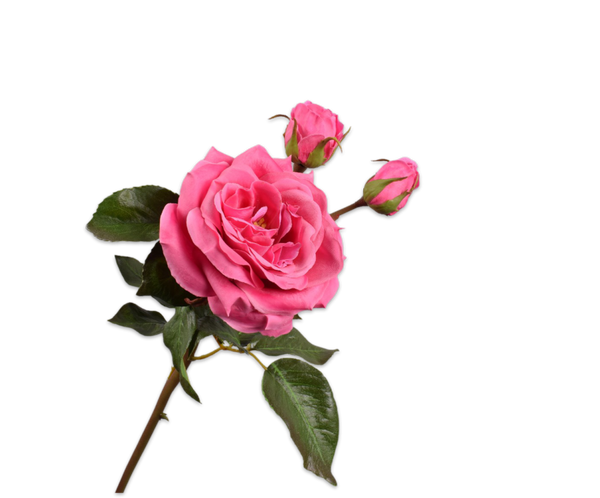 Rose 55cm RealTouch Dark Pink